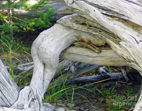 First Place - Devoured - Lauren Leigh Hunter