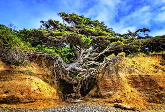 Third Place Tie - Kalaloch Tree of Life - Carolyn Derstine 