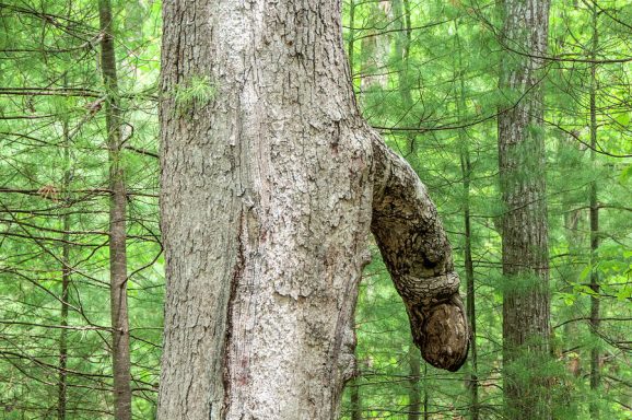 Second Place Tie - Got Wood - Cathy Kovarik